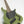 Dingwall Kyle Konkiel Signature Combustion Limited Edition Matte Army Green