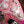 Fender Made in Japan Limited Stratocaster Pink Paisley
