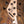Dingwall Combustion 5-3 Indigo Burst