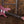 Ibanez TOD10 Tim Henson Signature Metallic Mauve