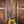 Music Man Majesty 6 Gold Eclipse PRE-ORDER