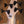 Dingwall JT3 John Taylor Signature 4-String Cream