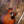 Martin GPCE Inception Maple