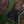 Fender Player II Modified Active Precision Bass Harvest Green Metallic