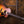 Taylor 114ce Sunburst Special Edition