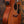 Ibanez VC44CE-OPN