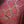 Fender Custom Shop Limited Edition dual pink P90 Relic Aged Pink Paisley Telecaster PRE-OWNED!