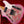 Fender Custom Shop Limited Edition dual pink P90 Relic Aged Pink Paisley Telecaster PRE-OWNED!