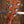 Taylor JCSM-5 Jacob Collier Signature