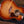 Taylor Gold Label 814th Koa PRE-ORDER