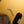 ESP LTD Kirk Hammett Signature KH-V Metallic Gold