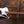Dingwall D-Roc 4-string Ducati Matte Pearl White