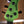 Music Man Stingray Special HH Kiwi Green