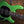 Music Man Stingray Special HH Kiwi Green