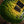 PRS Private Stock #10485 CU 24-08 Rainforest Glow w/ Birds of a Feather Inlay