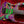 Ibanez PIA77BON Steve Vai Brilliance of Now Limited Edition