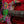 Ibanez PIA77BON Steve Vai Brilliance of Now Limited Edition