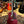Gibson Hummingbird Special Satin Wine Red