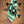 Dingwall JT3 John Taylor Signature 5-String Seafoam Green
