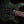 PRS Custom 24-08 Wood Library Sage