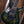 Mayones Regius Core 7 Curly Poplar