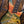 Ibanez JCSR2023RCY River Canyon