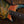 Ibanez JCSR2023RCY River Canyon