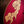 Taylor GS Mini-e Special Edition, Year of the Dragon 