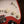 Fender Custom Shop Limited Edition Roasted 50's Stratocaster Faded Aged Tahitian Coral