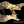 Dingwall Custom Shop Z3X-5 Buckeye Burl Natural to Black Burst PRE-ORDER!