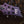 ESP/LTD H-1001 Violet Andromeda Satin