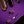 Ibanez LB1 Lari Basilio Signature Violet