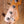 Sandberg California II VT 4-S Masterpiece Aged Color Over Color