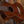 Kala Concert Ukulele Premier Exotic Macawood