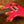 PRS SE Custom 24 Bonnie Pink