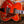 Ibanez AF95 Divine Amber PRE ORDER