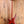 Ibanez SR500E-BM