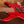 Ibanez GSR200 Transparent Red